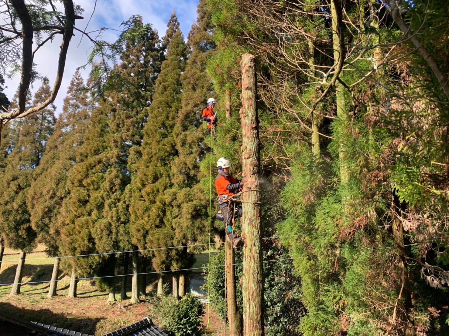 木と木の間に通っている引き込み線(電線)に注意しながら作業を進めていきます。